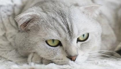 世界杯比赛在线观看地址-美国女子冰球队拒绝特朗普邀请