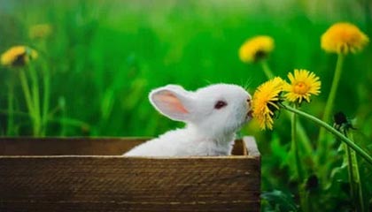 世界杯官方直播app下载中心手机版-米兰冬残奥会开幕式中国体育代表团旗手公布